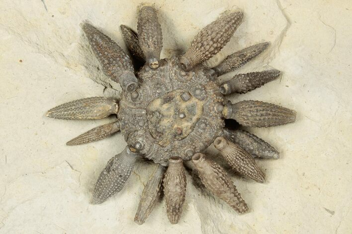 2.4" Jurassic Club Urchin (Caenocidaris) - Boulmane, Morocco